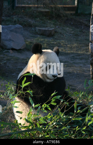 Panda che mangia Foto Stock