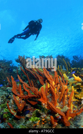 Donna di nuoto subacqueo sulla crescita di coralli sulla barriera corallina Tormentos divesite Cozumel Messico Foto Stock