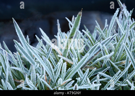 Massa del cinturino mare sagomato parsimonia foglie [Armeria maritima] ciascuno ha un pesante frosty rivestimento di cristalli di ghiaccio Foto Stock