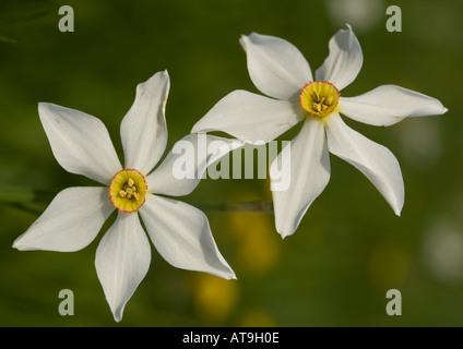 Pheasant s eye narcissus Narcissus poeticus Foto Stock