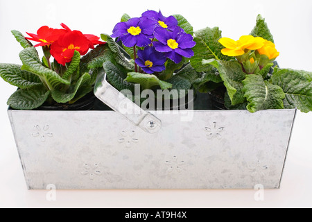 Vasca zincata piantata con piante colorate di Polyanthus all'inizio della primavera Foto Stock