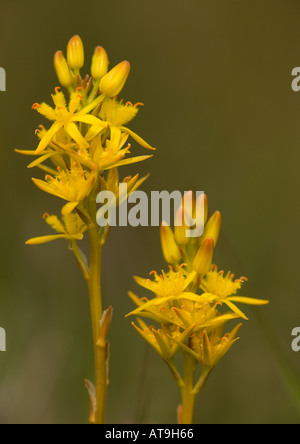 Bog asphodel in fiore, Narthecium ossifragum Foto Stock