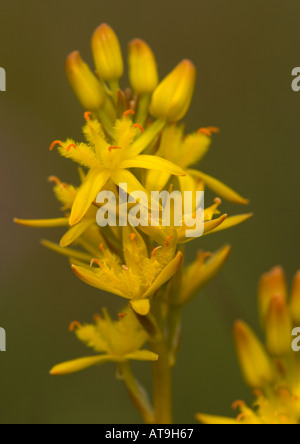 Bog asphodel in fiore, Narthecium ossifragum Foto Stock