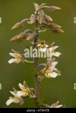 Elleborina palustre rara orchidea di luoghi umidi . Palustris bergonii Foto Stock