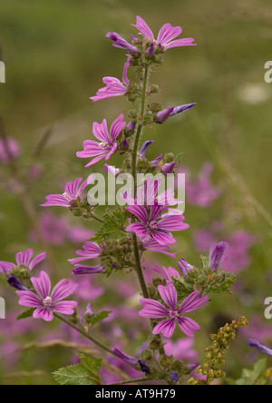 Comune di malva Malva Sylvestris Foto Stock