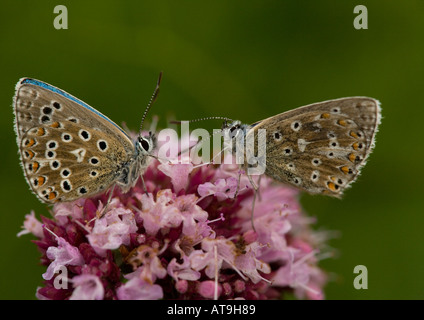 Adone maschio blues alimentazione su maggiorana Foto Stock