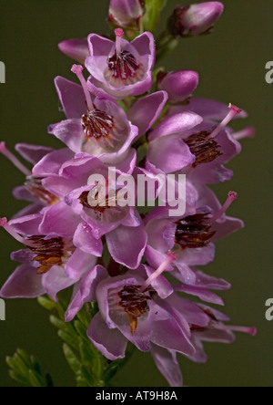 Ling o heather in fiore due volte la dimensione di vita Calluna vulgaris Foto Stock