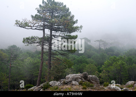 Corsica pini pinus nigra ssp laricia corsicana in fo Barocaggio foresta Corsica Francia Foto Stock