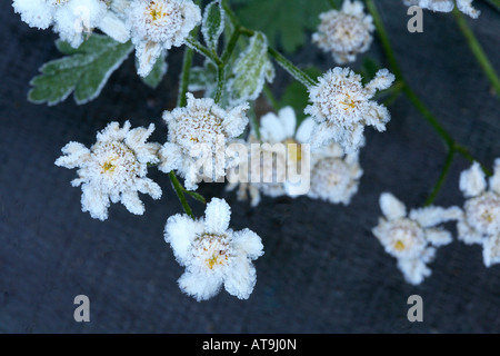 Gruppo di Matricale bianco fiori tutti coperti di minuscoli cristalli di ghiaccio Foto Stock