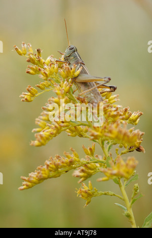 Grasshopper appendere fuori sulle piante in un campo nel Wisconsin Foto Stock