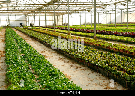 Verdure per insalata in una serra Foto Stock