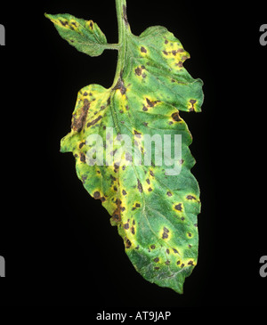 La foglia di pomodoro spot Septoria lycopersici leaf spotting su pomodoro Foto Stock