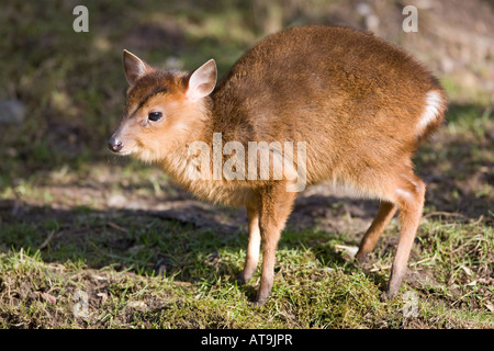 Reeves (o cinese) muntjac infant - Muntiacus reevesi Foto Stock