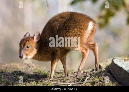 Reeves (o cinese) muntjac infant - Muntiacus reevesi Foto Stock