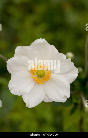 Una singola bianco e giallo Anemone giapponese Foto Stock