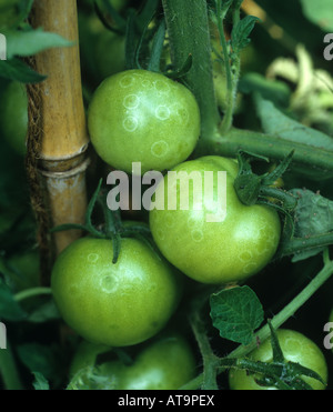 Ghost spot o muffa grigia Botrytis cinerea segni sul verde acerbo i frutti di pomodoro Foto Stock