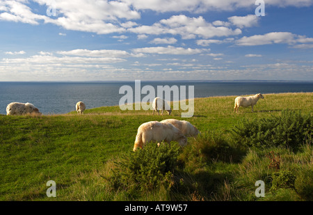 Pecore al pascolo sulle scogliere a Rhosilli sulla Penisola di Gower, South Wales, Regno Unito Foto Stock