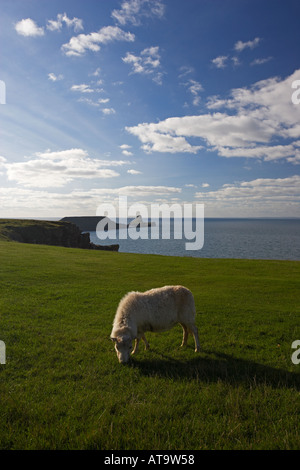 Pecore al pascolo sulle scogliere di Rhossili con la testa di Worms in background, Gower, South Wales, Regno Unito Foto Stock