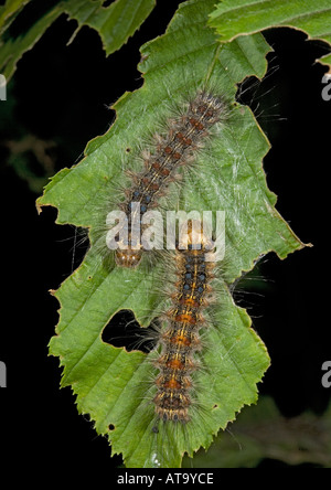 I bruchi del dado albero tussock moth sulla foglia di Carpino Foto Stock