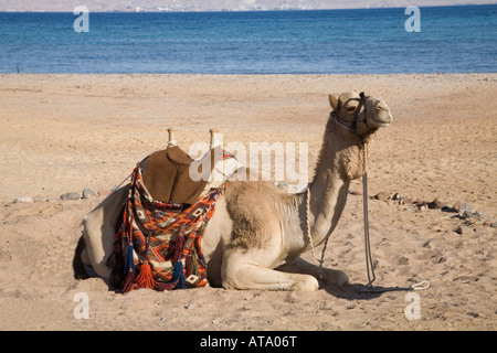 Taba Heights Sinai Egitto Nord Africa Febbraio un cammello seduto sulla spiaggia Foto Stock