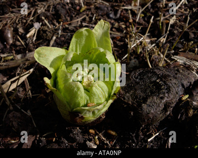 Butterbur giapponese (petasites japonicus) Foto Stock