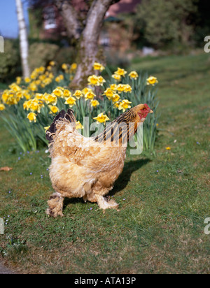 FREE RANGE pollo in giardino con i narcisi Foto Stock