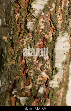 La corteccia di un argento Betulla Betula pendula in un giardino di Cheshire in autunno, la caduta Foto Stock