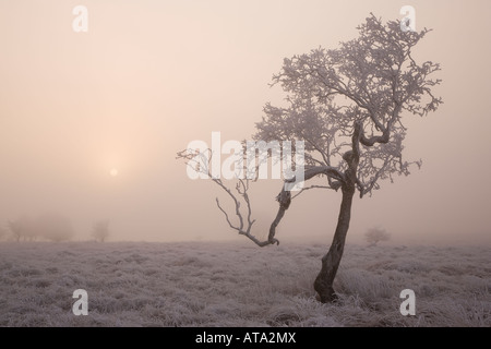 Sunrise Big Moor Derbyshire Peak District Foto Stock