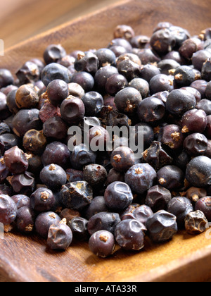 Comune di ginepro (juniperus communis) Foto Stock