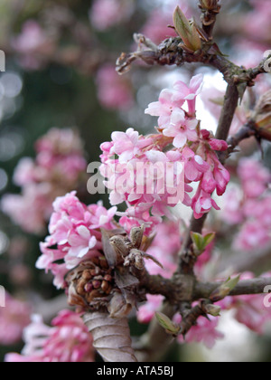 Inverno viburnum (viburnum x bodnantense 'dawn') Foto Stock