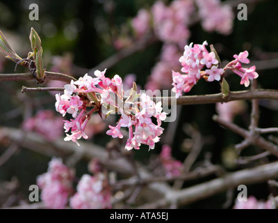 Inverno viburnum (viburnum x bodnantense 'dawn') Foto Stock