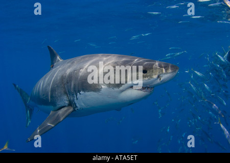 Il grande squalo bianco, Carcharodon carcharias, fotografato appena al di sotto della superficie off Isola di Guadalupe, in Messico. Foto Stock