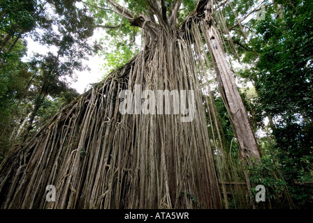 Curtain Fig Tree, Yngaburra, Atherton Tabella terre, Australia Foto Stock