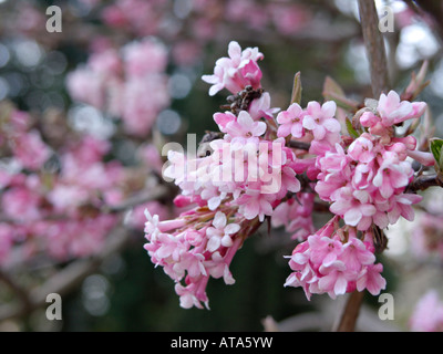 Inverno viburnum (Viburnum x bodnantense 'Dawn') Foto Stock