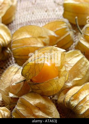 Cape gooseberry (physalis peruviana) Foto Stock