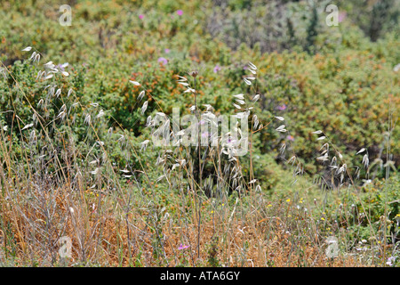 Inverno Wild Oat, Avena sterilis Foto Stock