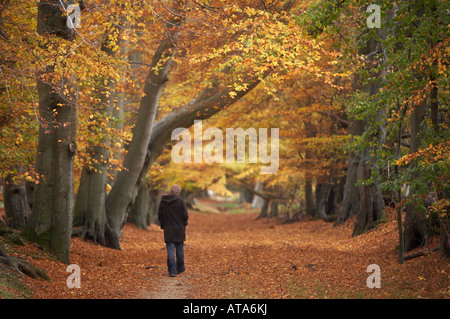 Uomo che cammina verso il basso di un viale d'autunno faggi Foto Stock