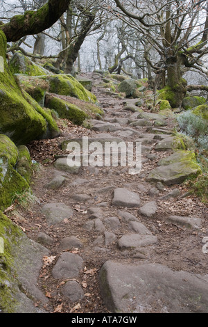 Sentiero attraverso antichi di legno di quercia Padley Gorge Derbyshire Peak District Foto Stock