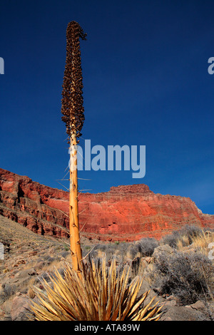 UTAH AGAVE AGAVE UTAHENSIS anche chiamato KAIBAB secolo vicino impianto di ZOROASTER CANYON lavare da chiare Creek Trail nel profondo del GRAND CA Foto Stock