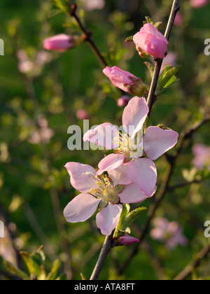 Fioritura almond (prunus triloba) Foto Stock