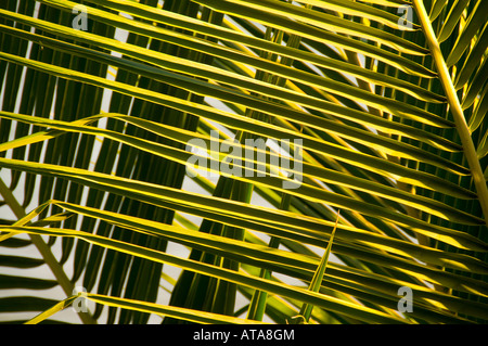 Messico Riviera Nayarit villaggio di Sayulita vicino a Puerto Vallarta sull'Oceano Pacifico dettaglio della struttura Palm Tree leafs Foto Stock