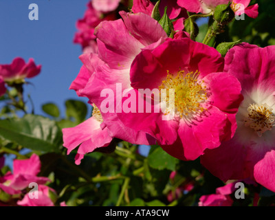 Wichuraiana rosa (rosa american pilastro) Foto Stock