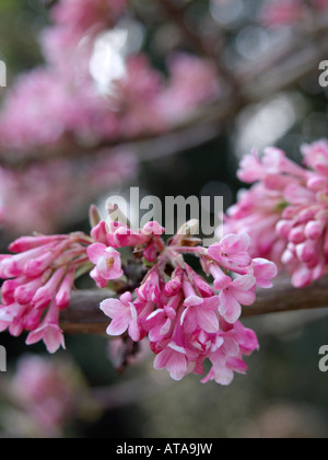 Inverno viburnum (viburnum x bodnantense 'dawn') Foto Stock