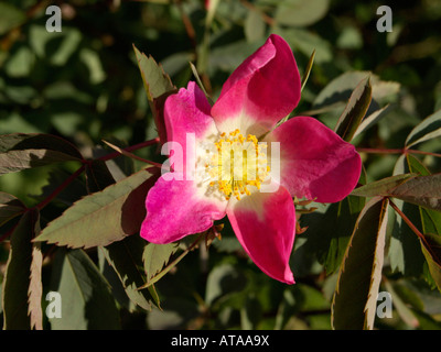 Redleaf rosa (rosa glauca) Foto Stock