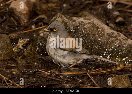 Giallo-eyed Junco, Junco phaeonotus, balneazione. Foto Stock