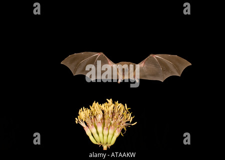 Nectar bat lungo messicano-tongued Bat, Choeronycteris mexicana, alimentando ad agave fiori. Foto Stock