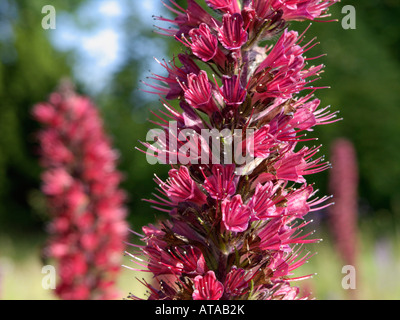 La Viper bugloss (echium maculatum syn. pontechium maculatum) Foto Stock