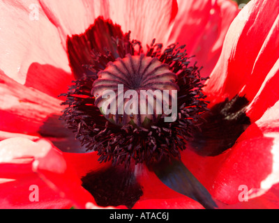 Oriental papavero (Papaver orientale) Foto Stock