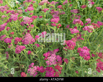 Yarrow comune (Achillea millefolium 'sammetriese') Foto Stock