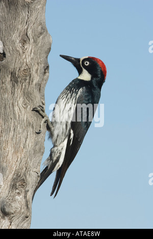 Acorn Woodpecker maschio, Melanerpes formicivorus, appollaiato su intoppo. Foto Stock